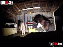Horse fucking hard her cunt