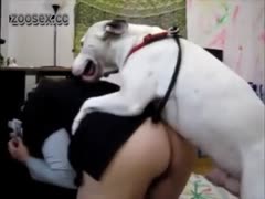 White dog fuck girl by climbing on her