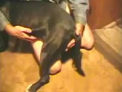 Free beastiality porn with a gay dog dog sex free free porn video watch now
