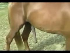 Wildest Zoo Encounter Caught on Camera: Horny Horse Fucks His Female Mate!