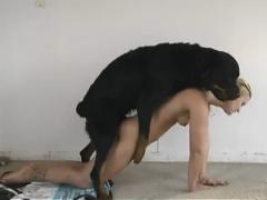 Watch this steamy video of a huge black dog f*cking a little blonde cougar on ZooPorn!