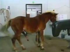 Horse on horse free beastiality vid watch free porn video watch free animal sex only on our site