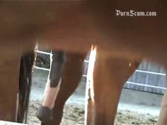 horse sex, horse free