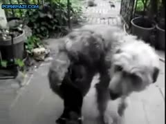 tiny dog Lucky fucked by large beast