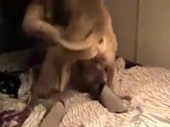 Bad dog fucks woman who is his owner