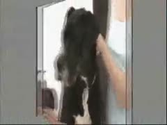 Dog licking her wet pussy - Sex animal
