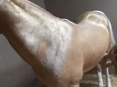 Sucking horse cock Free Porn