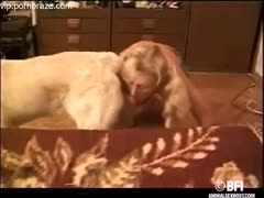 Cute Chick Playing Cock Dog