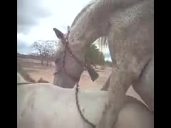 Horse sex fun with ebony bitch