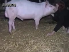 Horny pig munching on that zoophile pussy