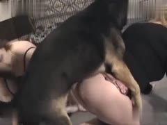 Sexy Doxies Enjoying Weenie of Doggies: Watch as These Hawt Bitches Get Drilled and Teach Sex Lessons to Their Dogs!
