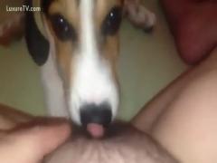 Zoo sex xxx zoo free download animal video of a dog licking its pubic area