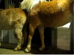 Man waits until horse is about to fuck his mare then puts his ass in the way to get fucked - Zoo Porn Horse Sex, Zoophilia sex xxx zoo free free porn video watch now