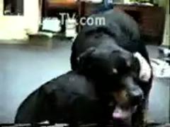 A man in black garb is a Zoophilia - Zoophilia dog sex videos free to watch and download