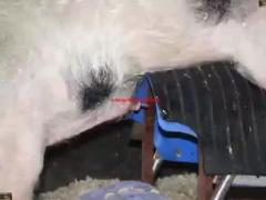 Free beastiality sex videos with a pig called "Creampie" Please select the categories for the incredibly appealing zoo sex movies and animal sex.