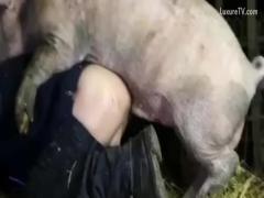 sex xxx zoo free pig fucking with a great wonderful man pig fucking Please choose categories for zoo sex videos, animal sex movies, and highly appealing animal sex movies.
