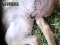 Adorable puppy gets the horns up from a horny guy free zoo sex videos featuring human males and females engaging in sexual activity with animals.